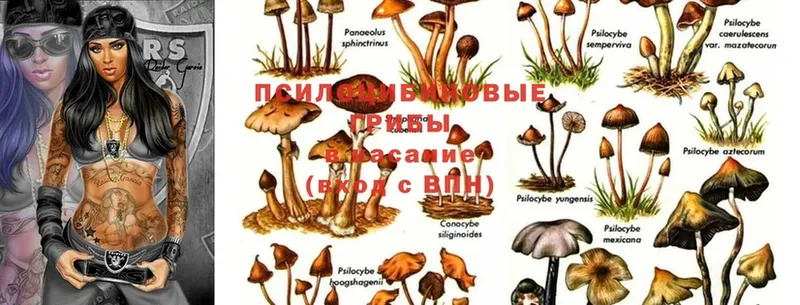 Псилоцибиновые грибы Psilocybine cubensis  Гагарин 